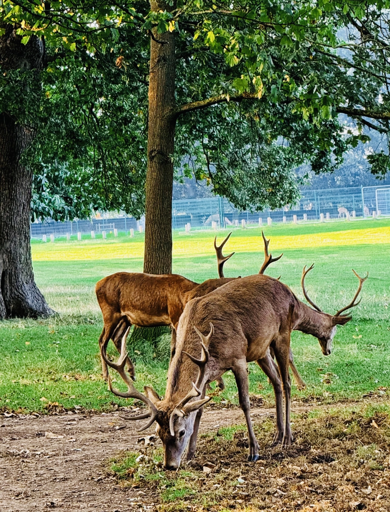 Coco Tang Asian Cafe餐厅图片