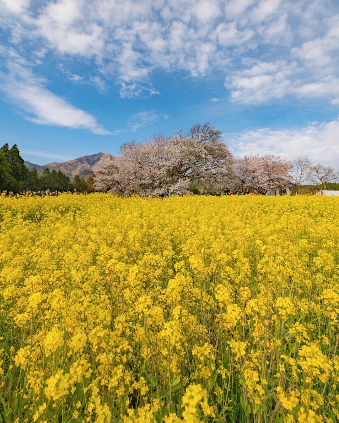 一心行公园·熊本县的自然奇观