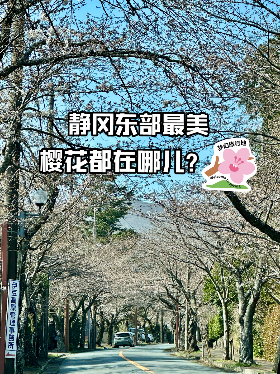 静冈东部最美的樱花都在这儿（3月下旬到4月上旬）