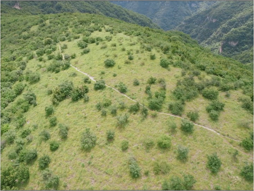 云台高山草甸