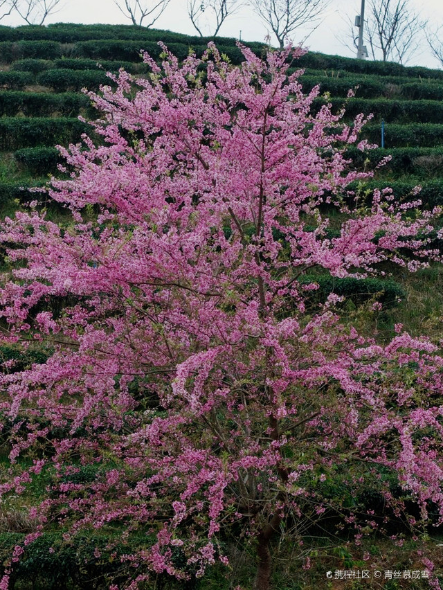 广东最大赏樱地,新丰樱花峪游玩攻略