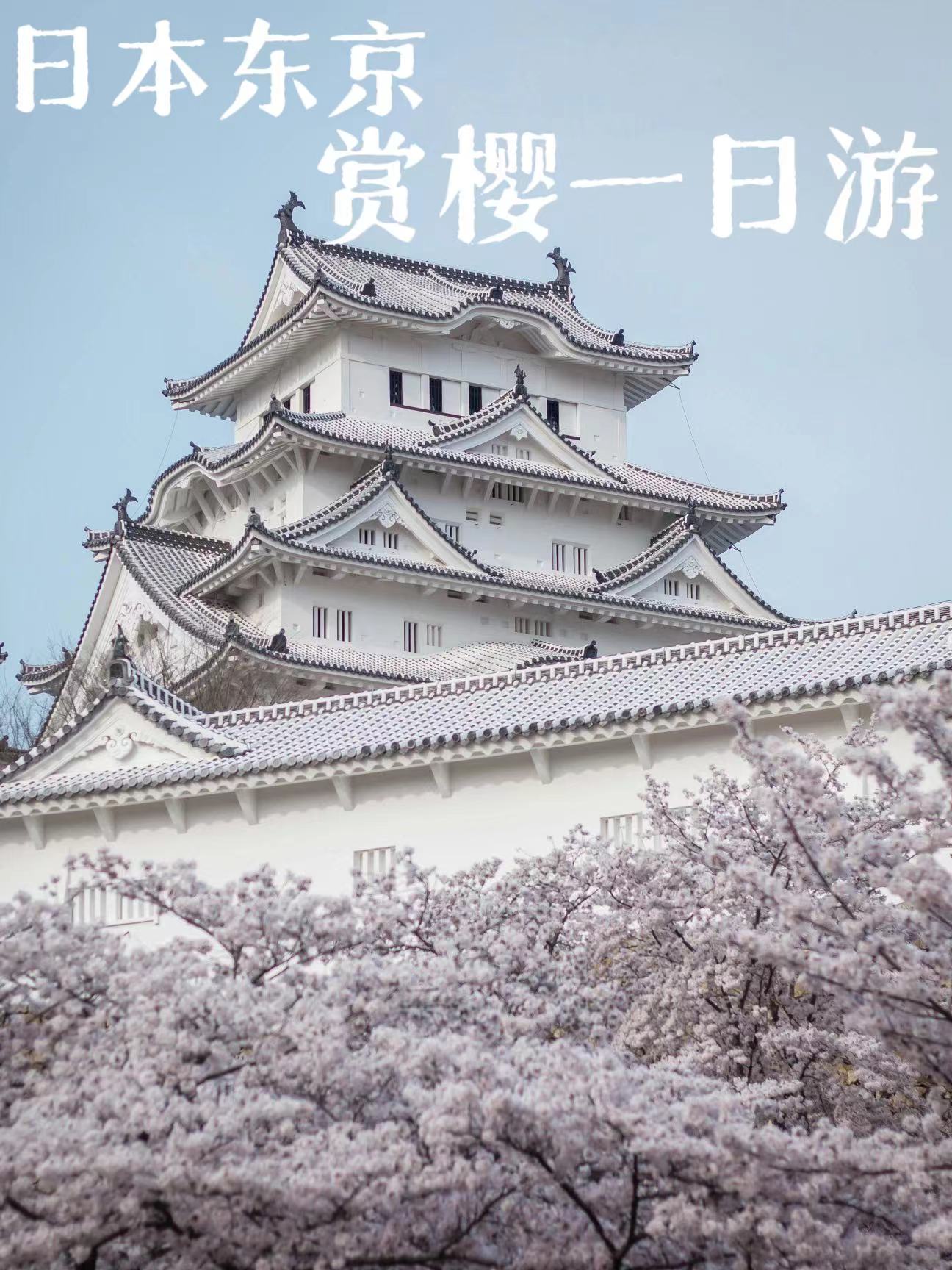 日本东京赏樱🌸一日游最强攻略来咯
