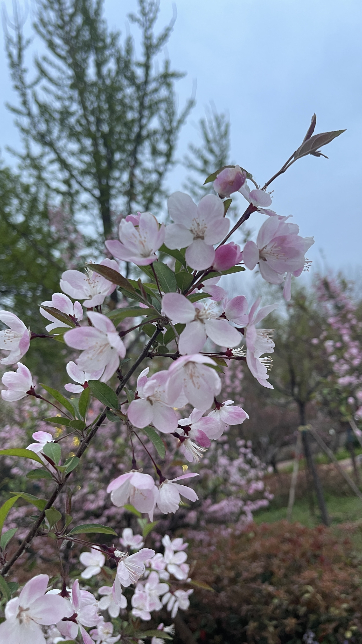 鹤壁樱花大道位于淇滨区华夏南路，四月份左右，樱花绽放，整个大道像是银装素裹，美轮美奂。为你推荐以下游
