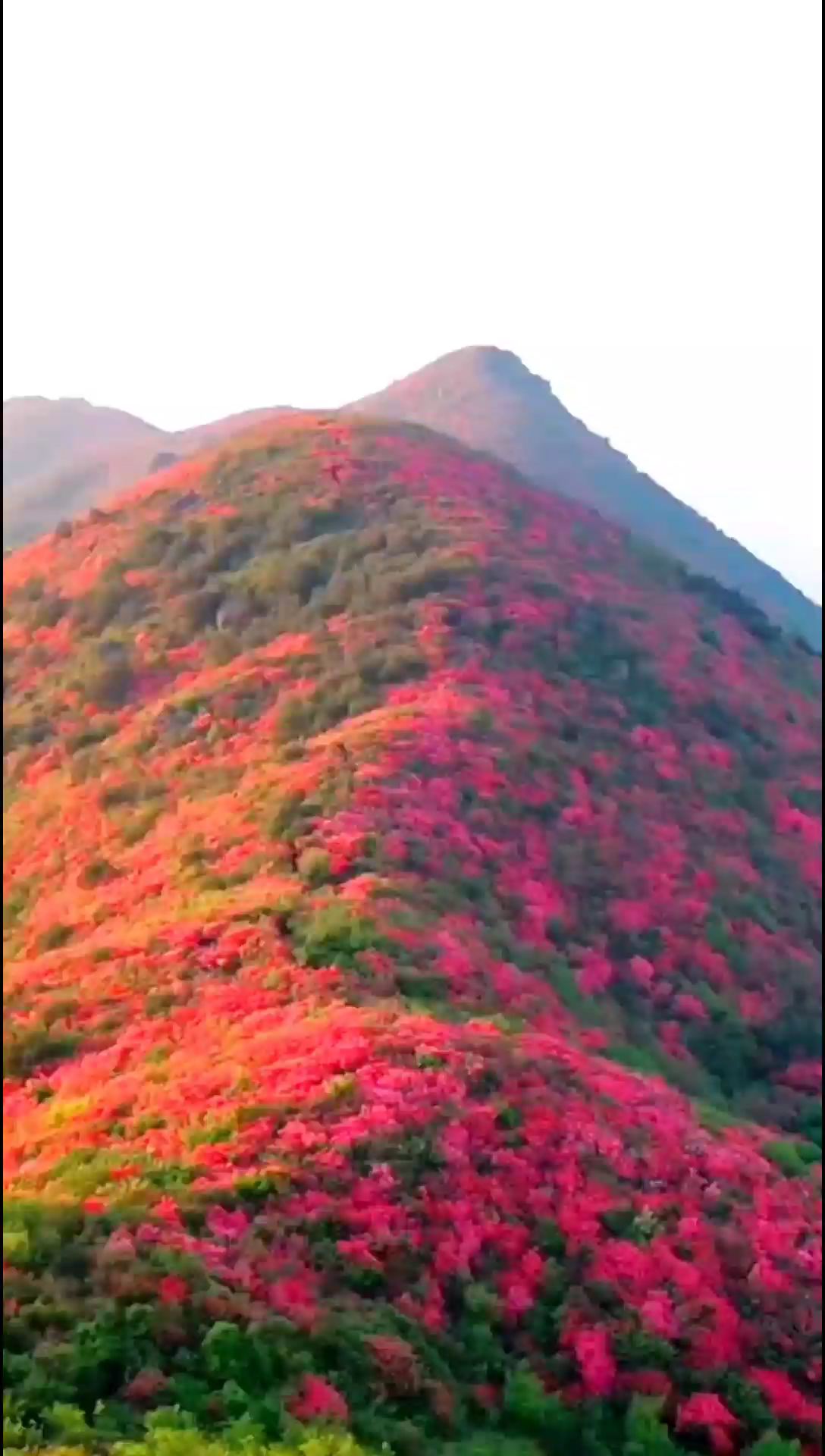 #漫山遍野的杜鹃花有多美 #大山里的风景就是这么美 #隐藏在大山里的世外桃源 #又到登山赏红叶的好时
