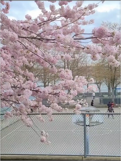 樱花装点的美球场