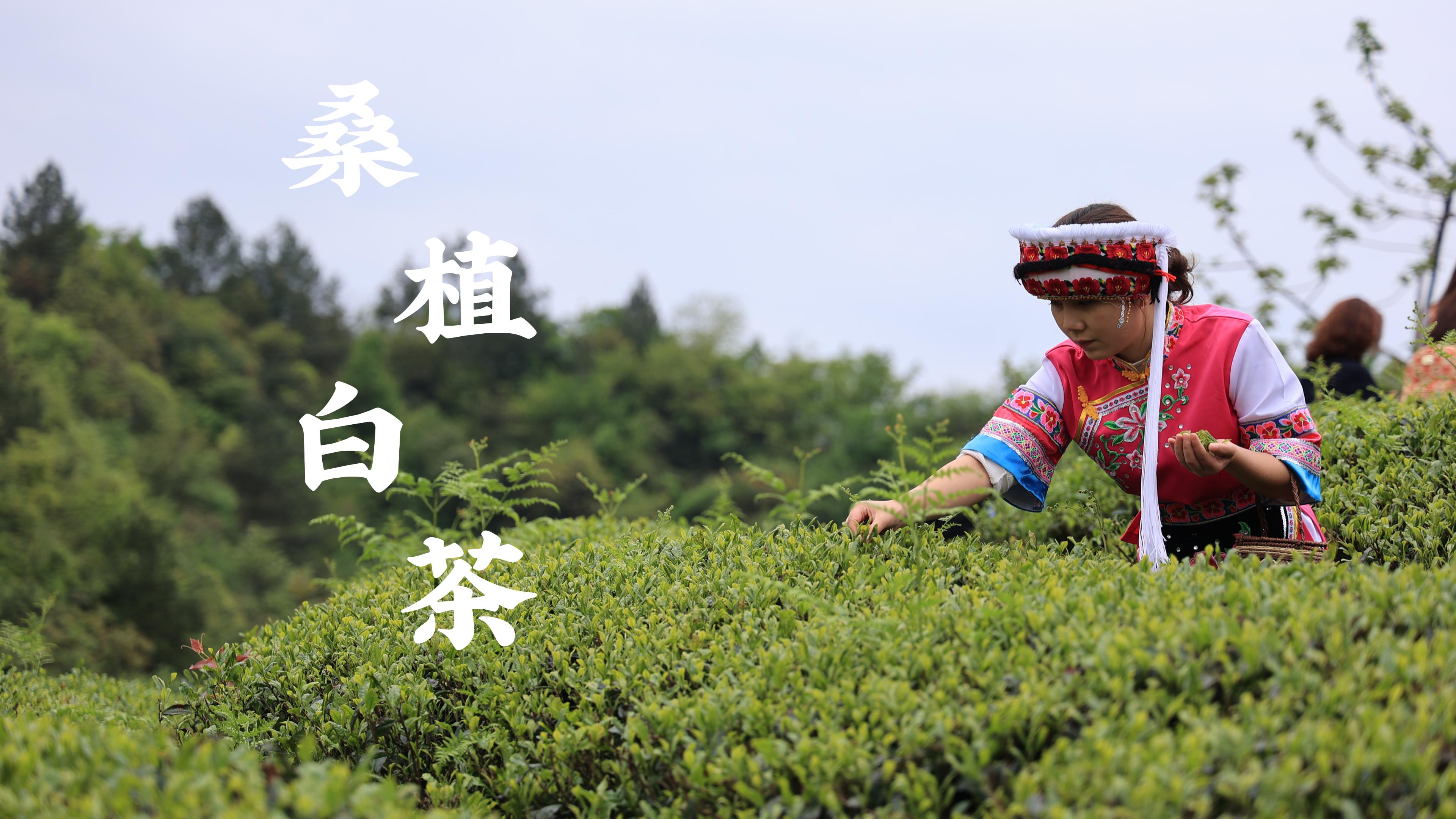 中国六大茶类之一，就藏在这座小城之中