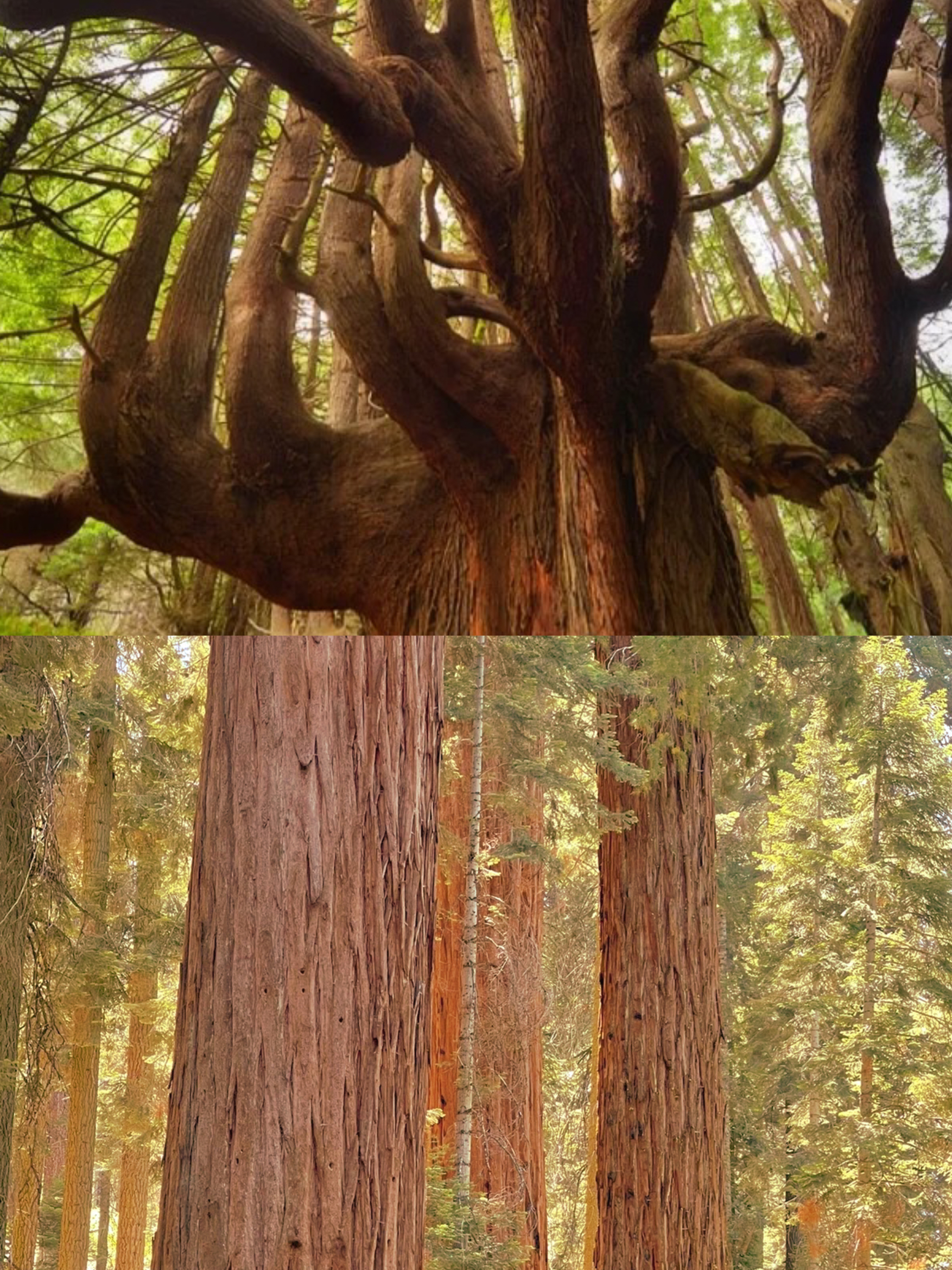 穆尔红杉公园🌲|探索神秘的森林世界