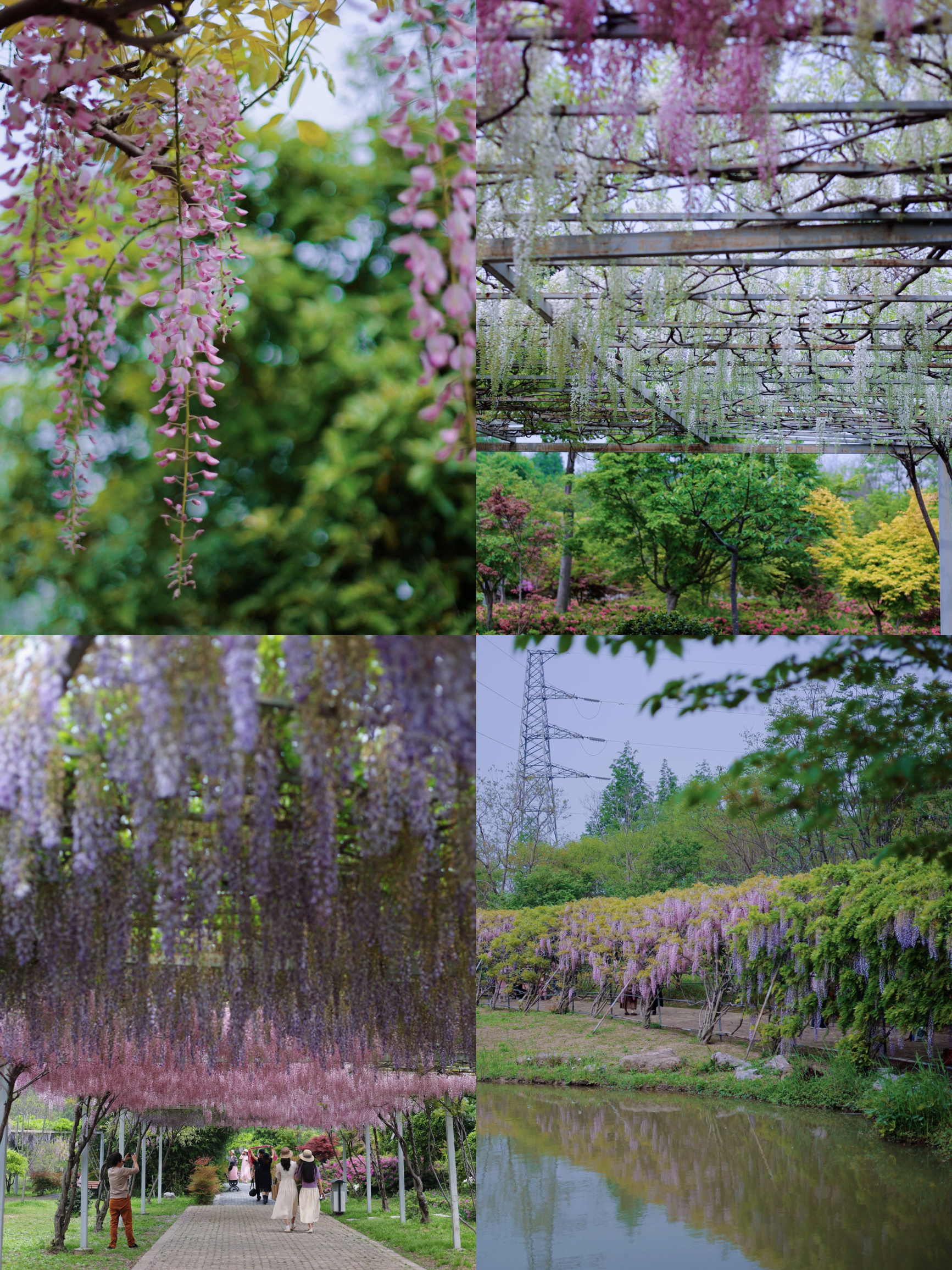 常熟·紫藤园