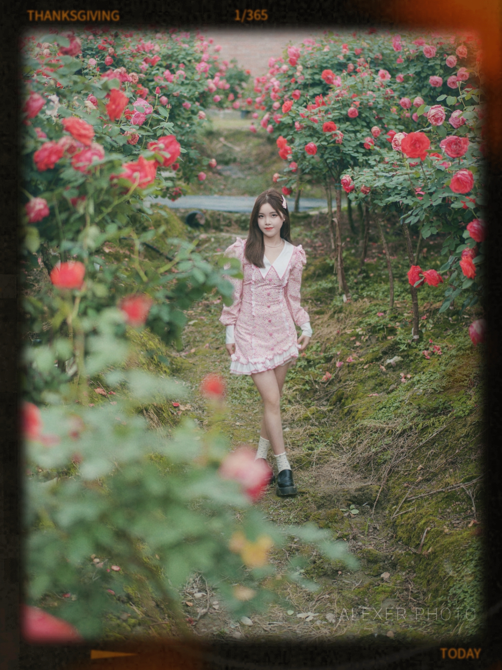 成都赏花攻略，发现一个超美玫瑰花园