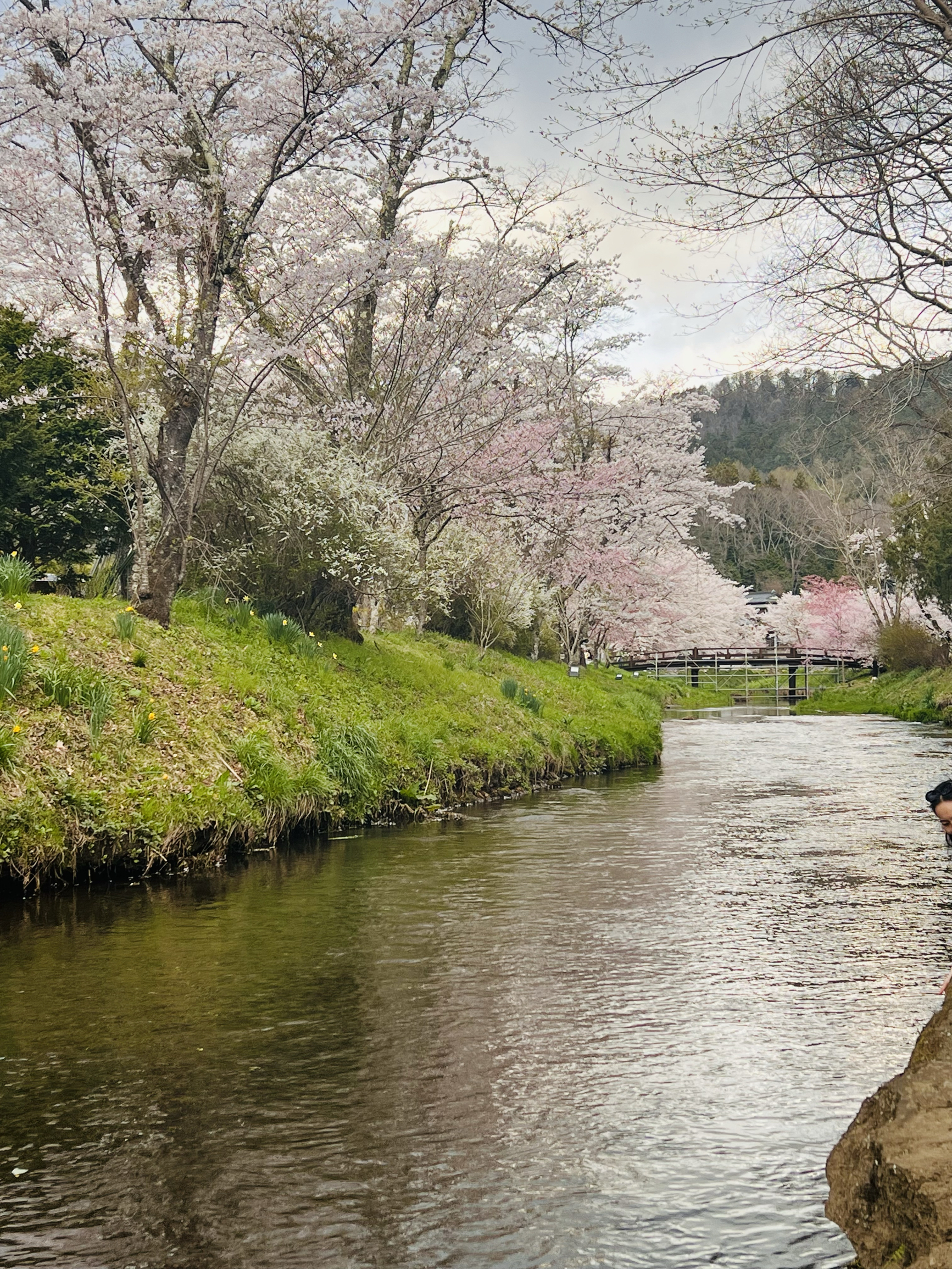 富士山🗻樱花🌸居然还在盛开中