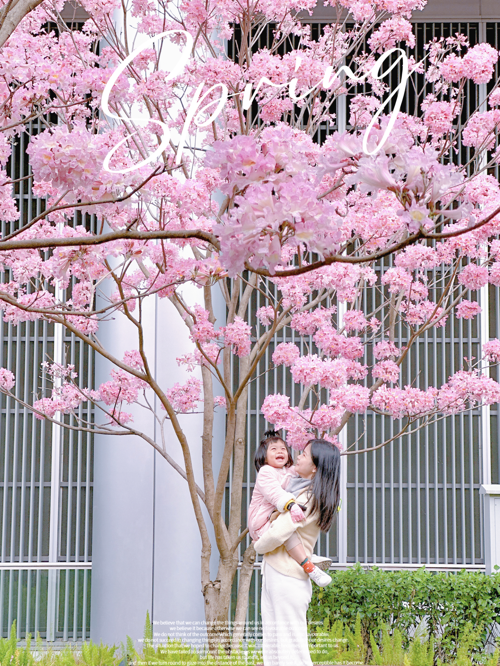 广州春日浪漫🌸紫花风铃木盛开粉色浪漫之路