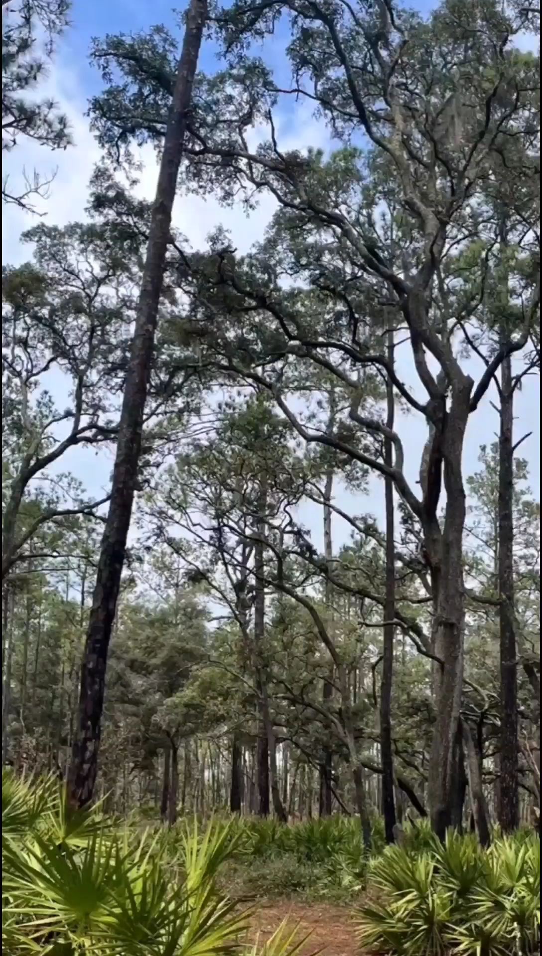 Tampa不用费力的玻璃船和森林徒步超绝!