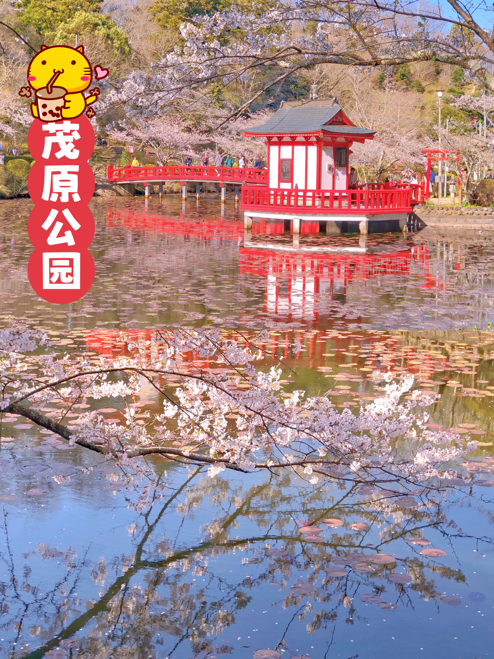 茂原公园，千叶县的日本赏樱百选地！