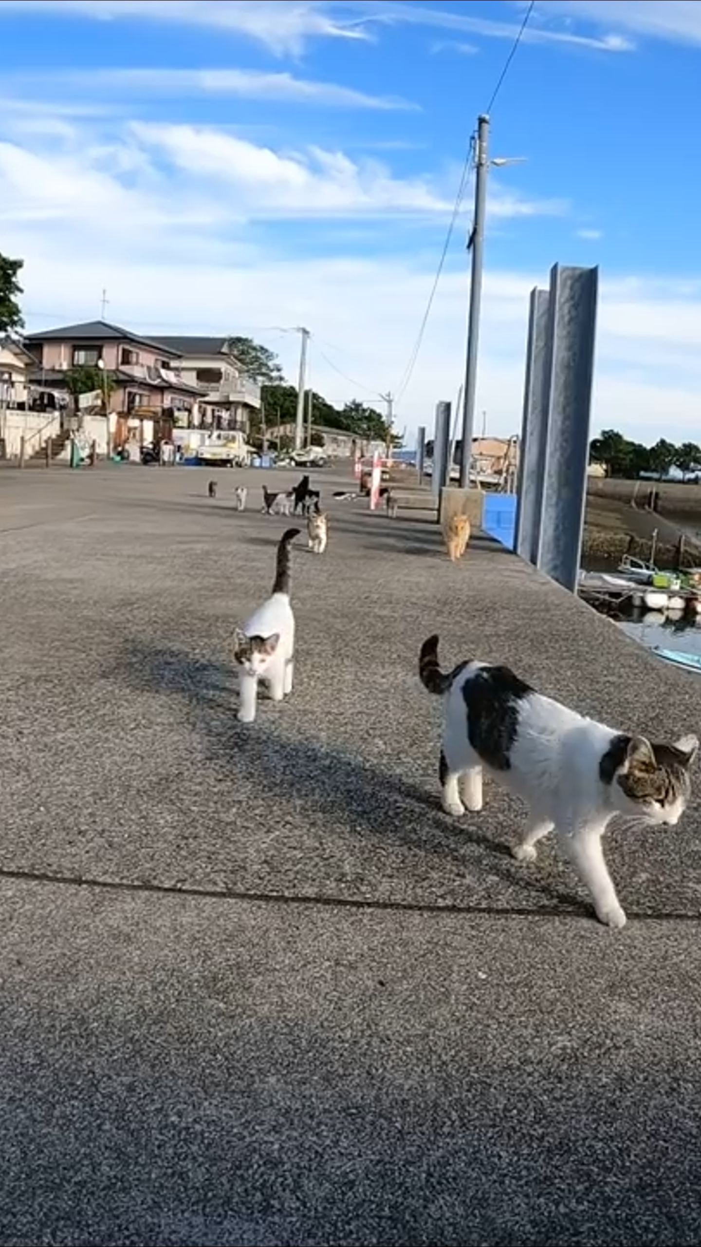 日本猫岛的惬意生活