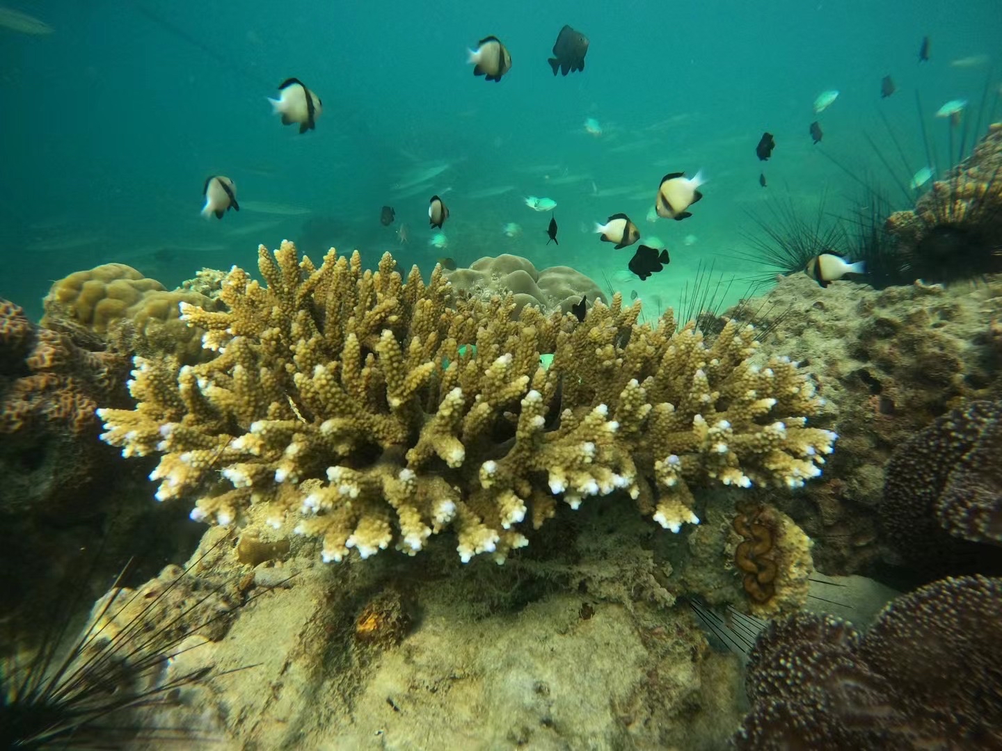 海底的世界总是那么奇妙 生活着一群可爱的鱼儿 #泰国甲米岛 #海底世界
