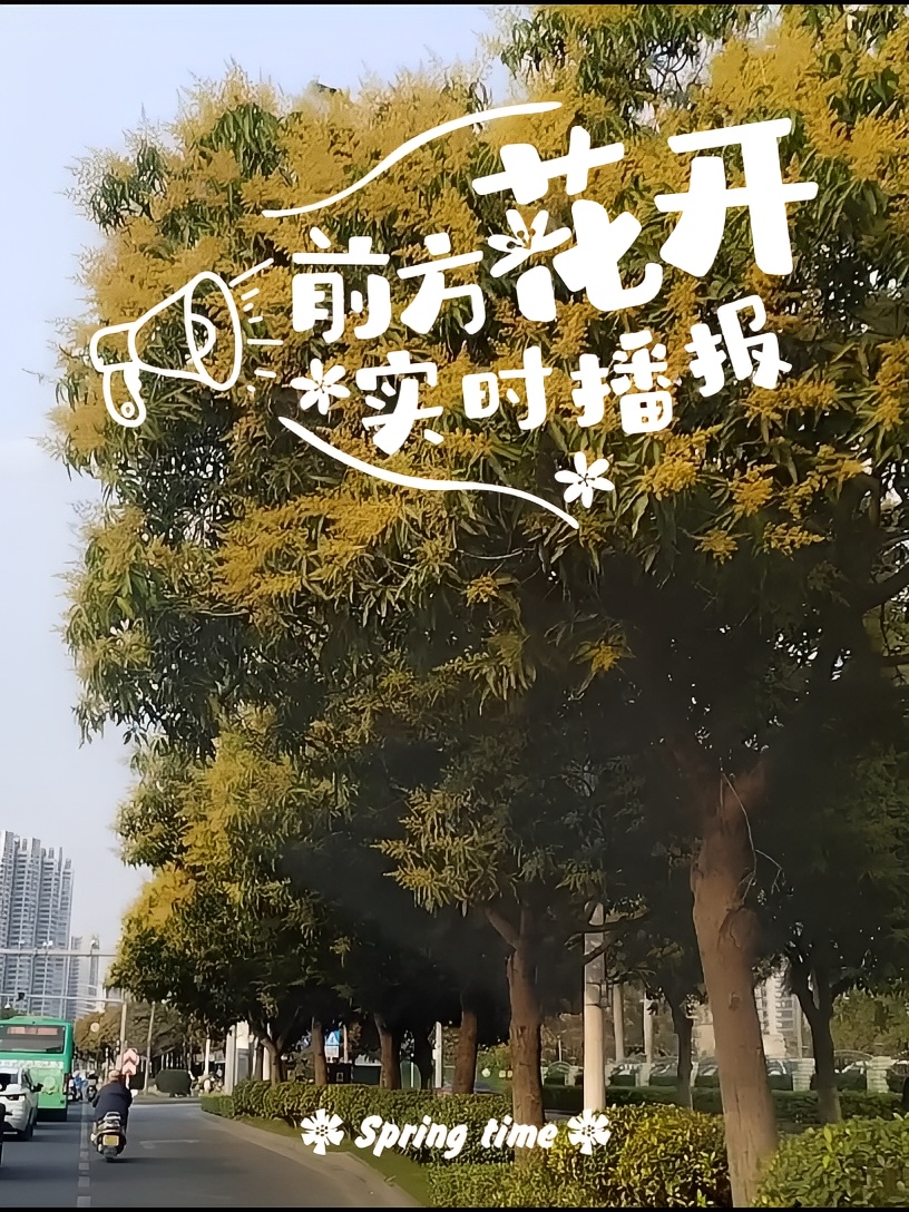 广东之星：肇庆沿路都是芒果树