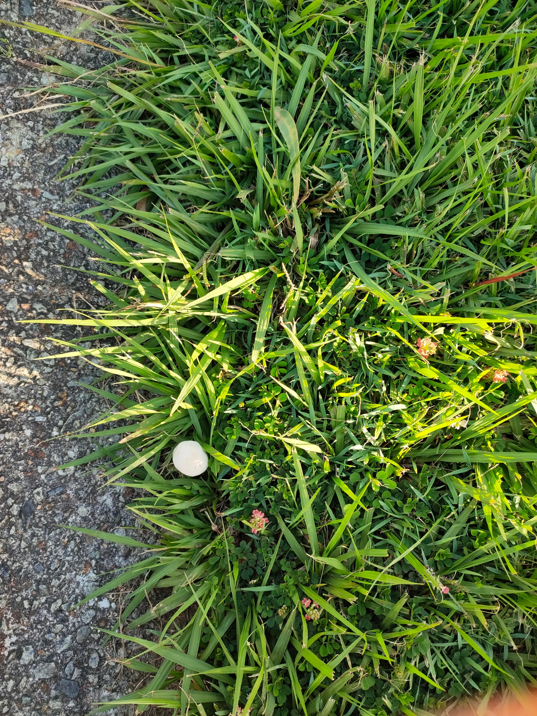 白色的是花还是蘑菇