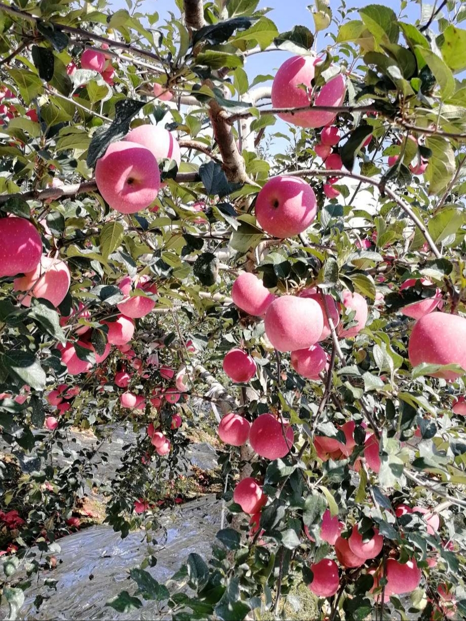 平凉市灵台县苹果