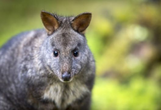 Trowunna Wildlife Sanctuary景点图片