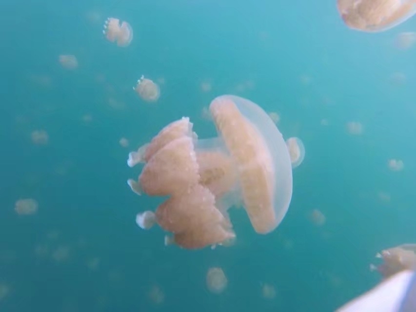 无滤镜看全球海岛_金色水母全球唯一