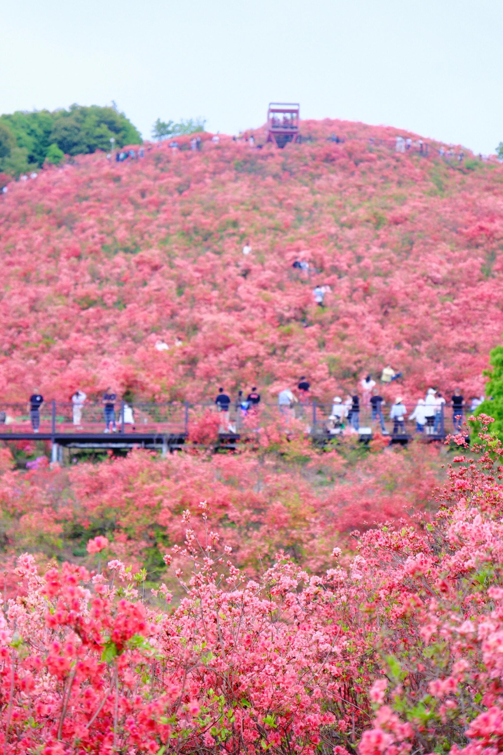 温州：杜鹃花海