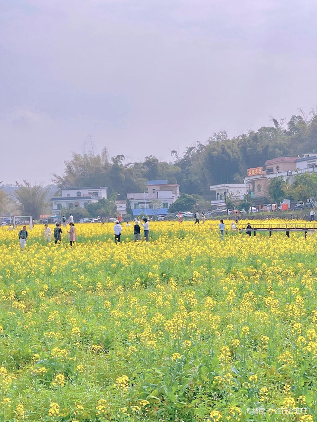 广州红山村油菜花图片