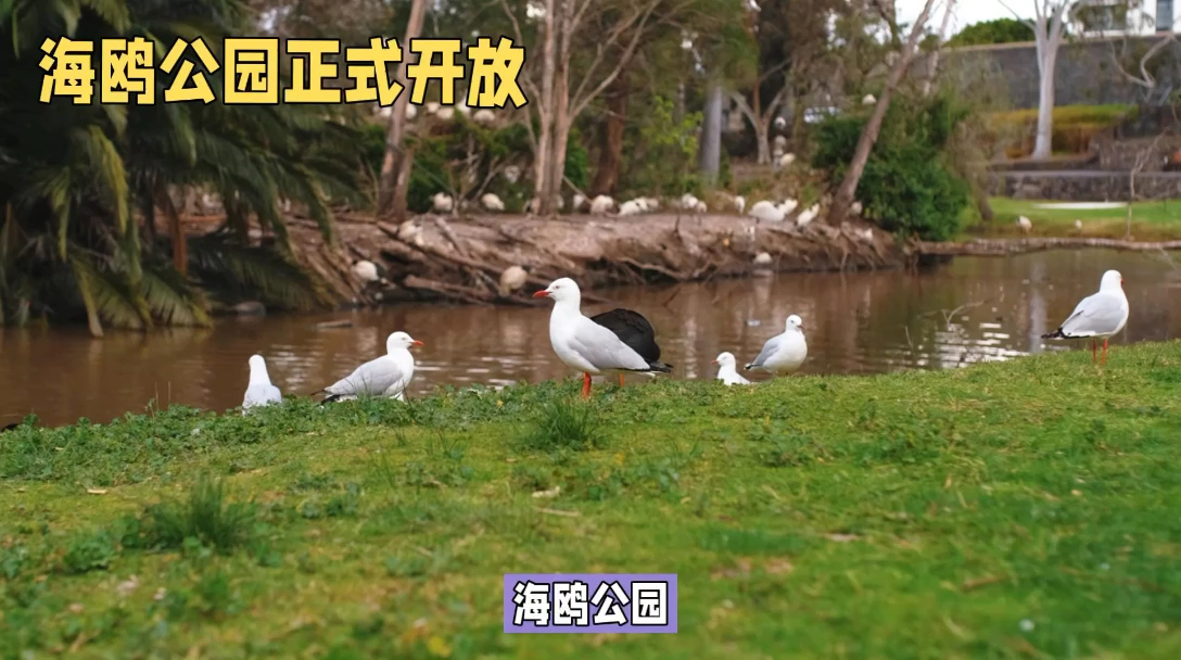 海鸥公园：城市绿肺，自然与生活的交响乐