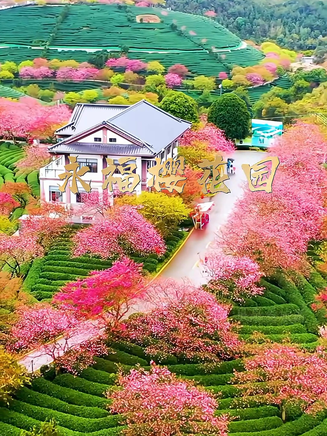 又是一年樱花季，曾经陪你看樱花的人还在吗，乘坐粉色的小火车，徜徉在粉色的樱花园中 #福建旅行 #漳平