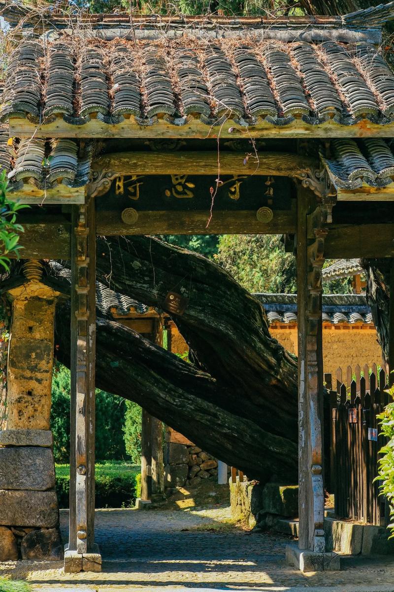 在浙江的深山中，藏着一座千年古寺——时思寺。这座寺庙位于海拔一千多米的白象山上，是丽水的一颗璀璨明珠