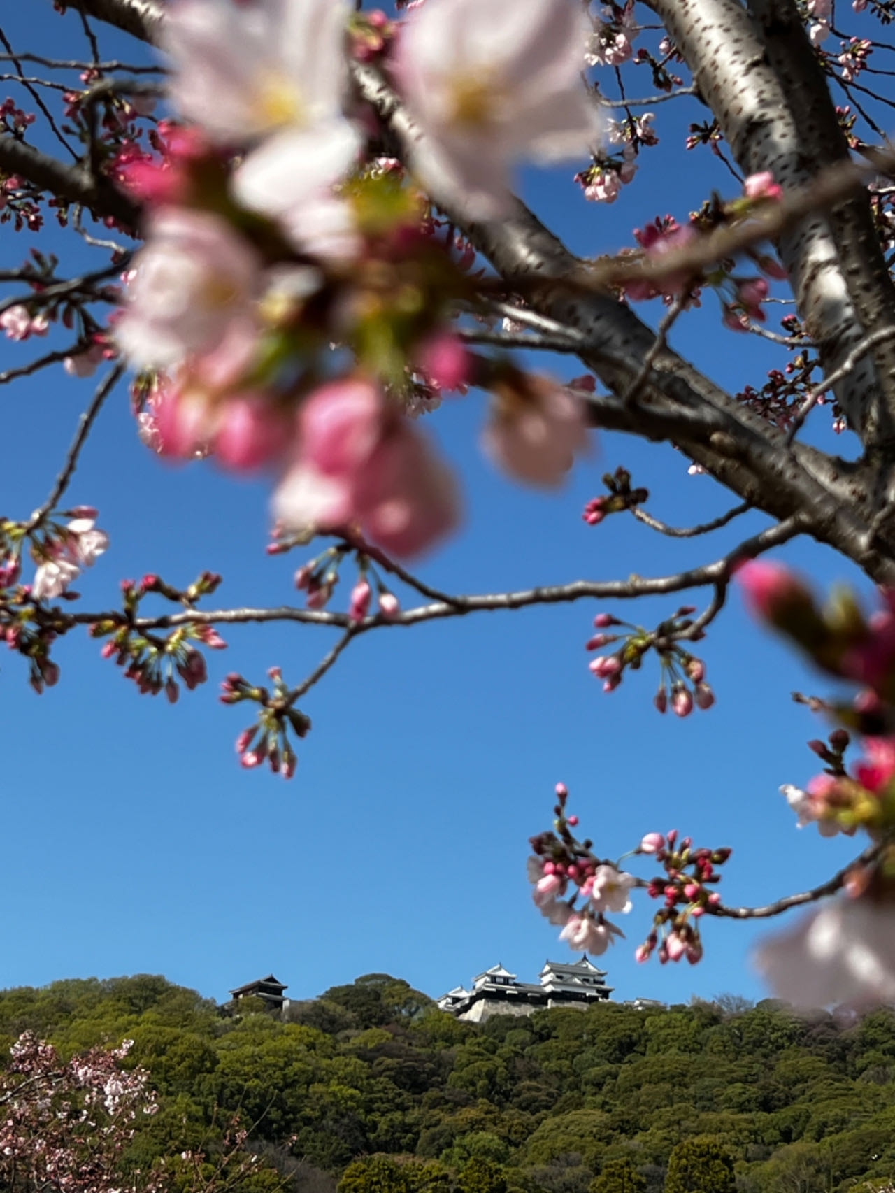 松山城的樱花