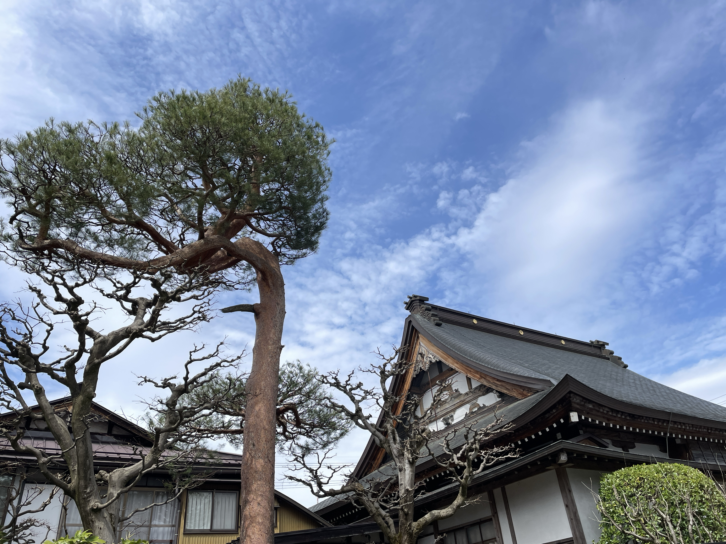 高山早市在河边古街上，卖一些当地有特色的小吃，我们在这里排队吃饭的镰仓糕做打底，加抹茶加奶油的饮料杯