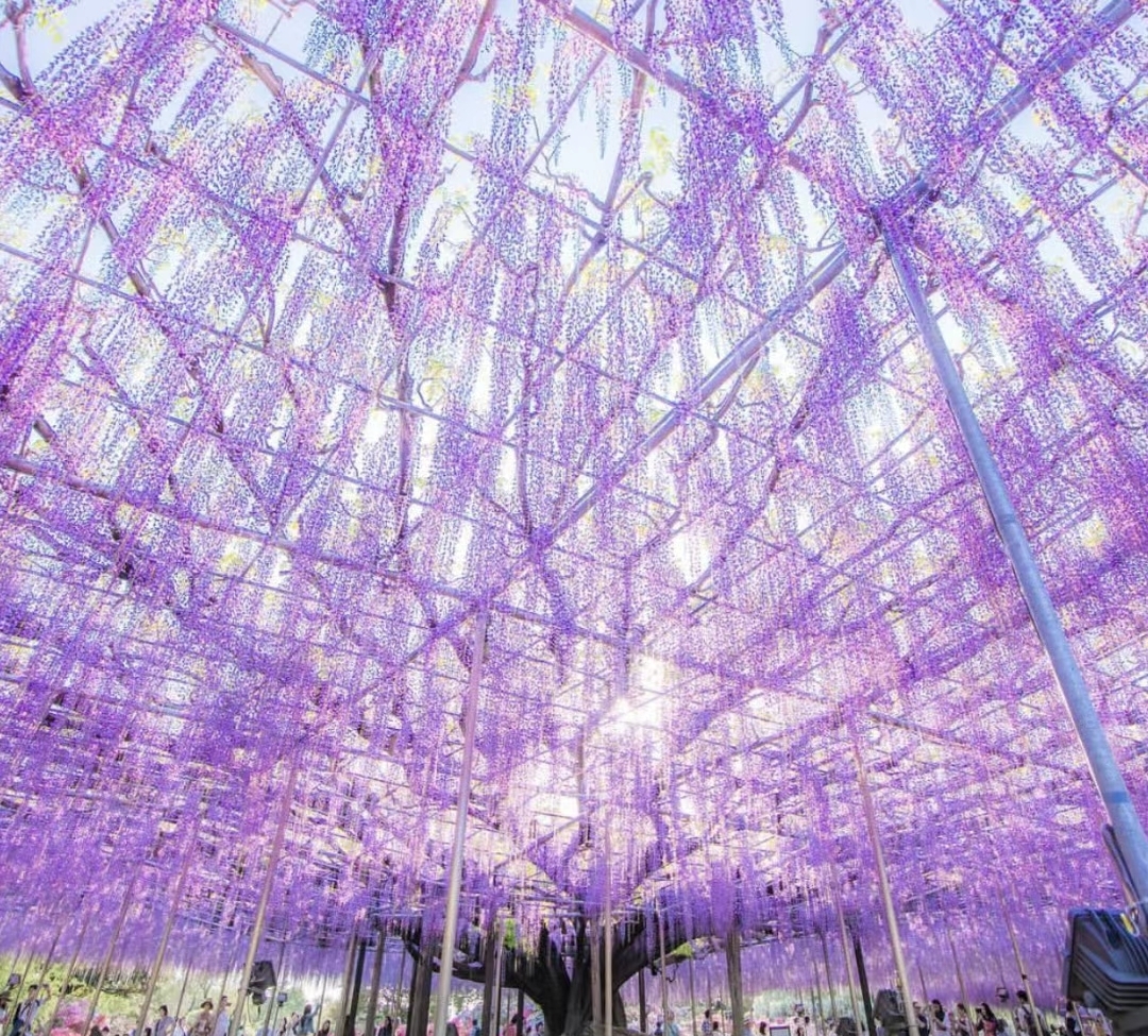 160岁的紫藤瀑布＊东京周边一年只限定30天