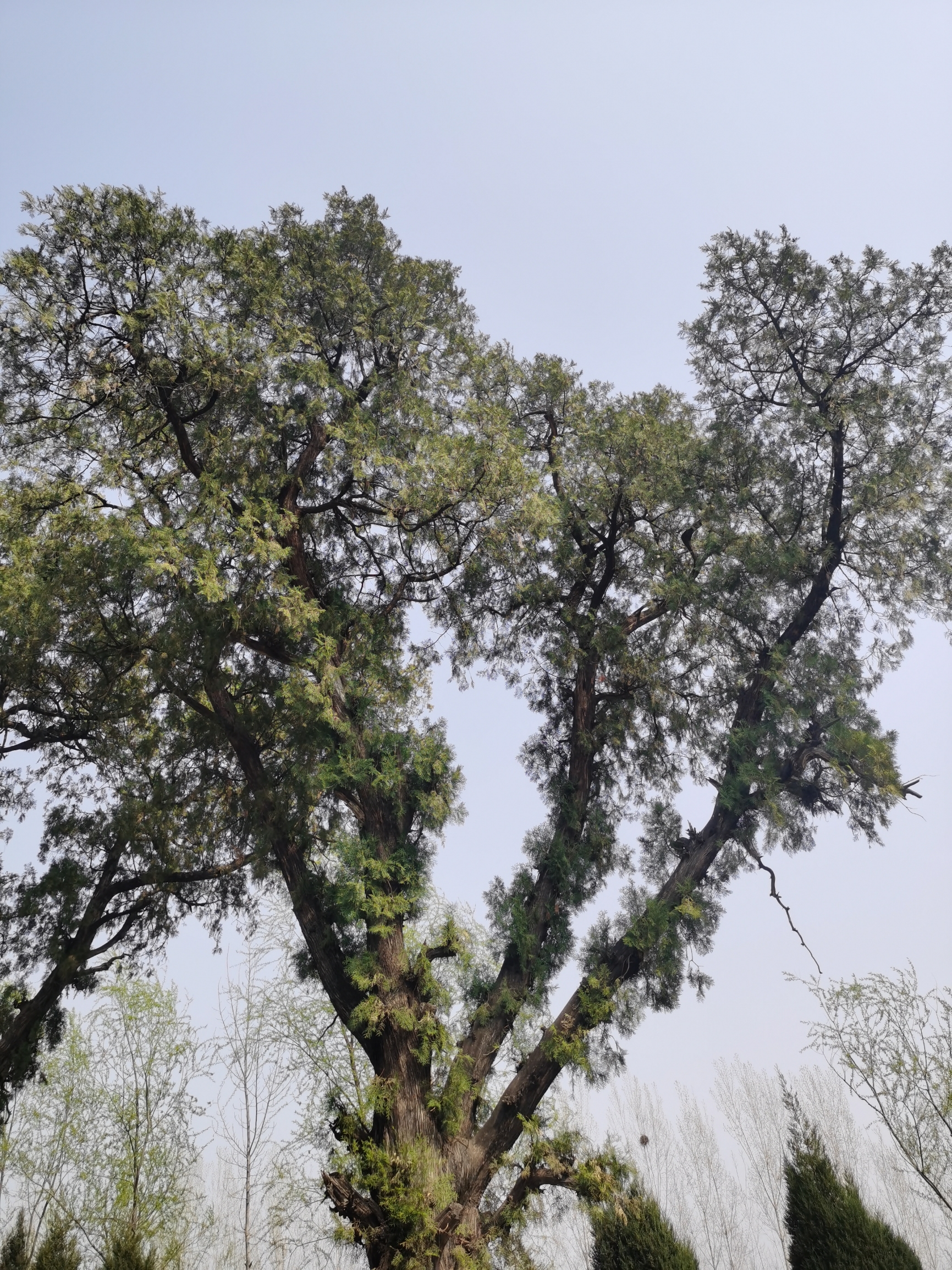 尼罗河旁的松树特别高大，可以去看看的