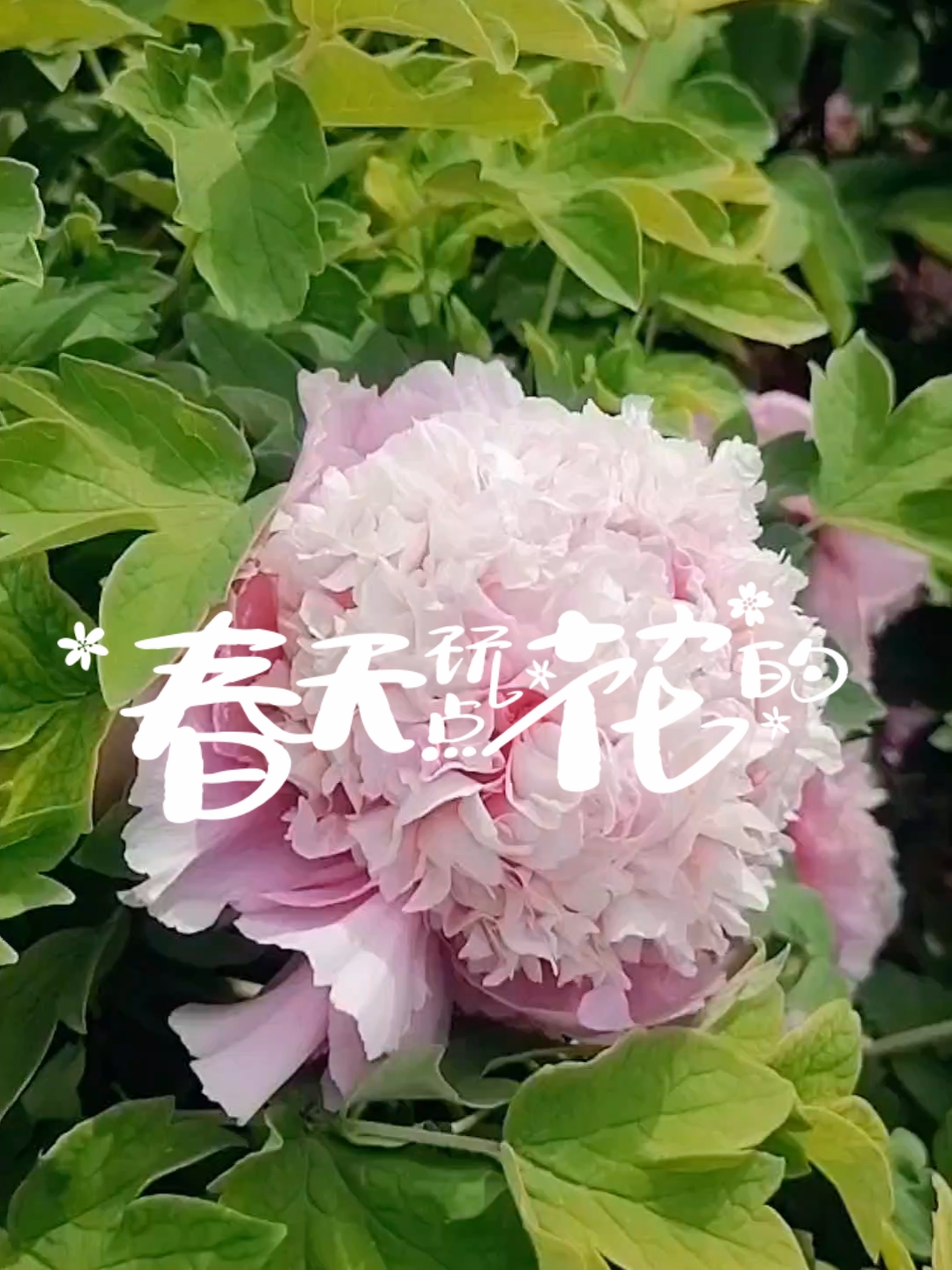 潍坊植物园的牡丹花