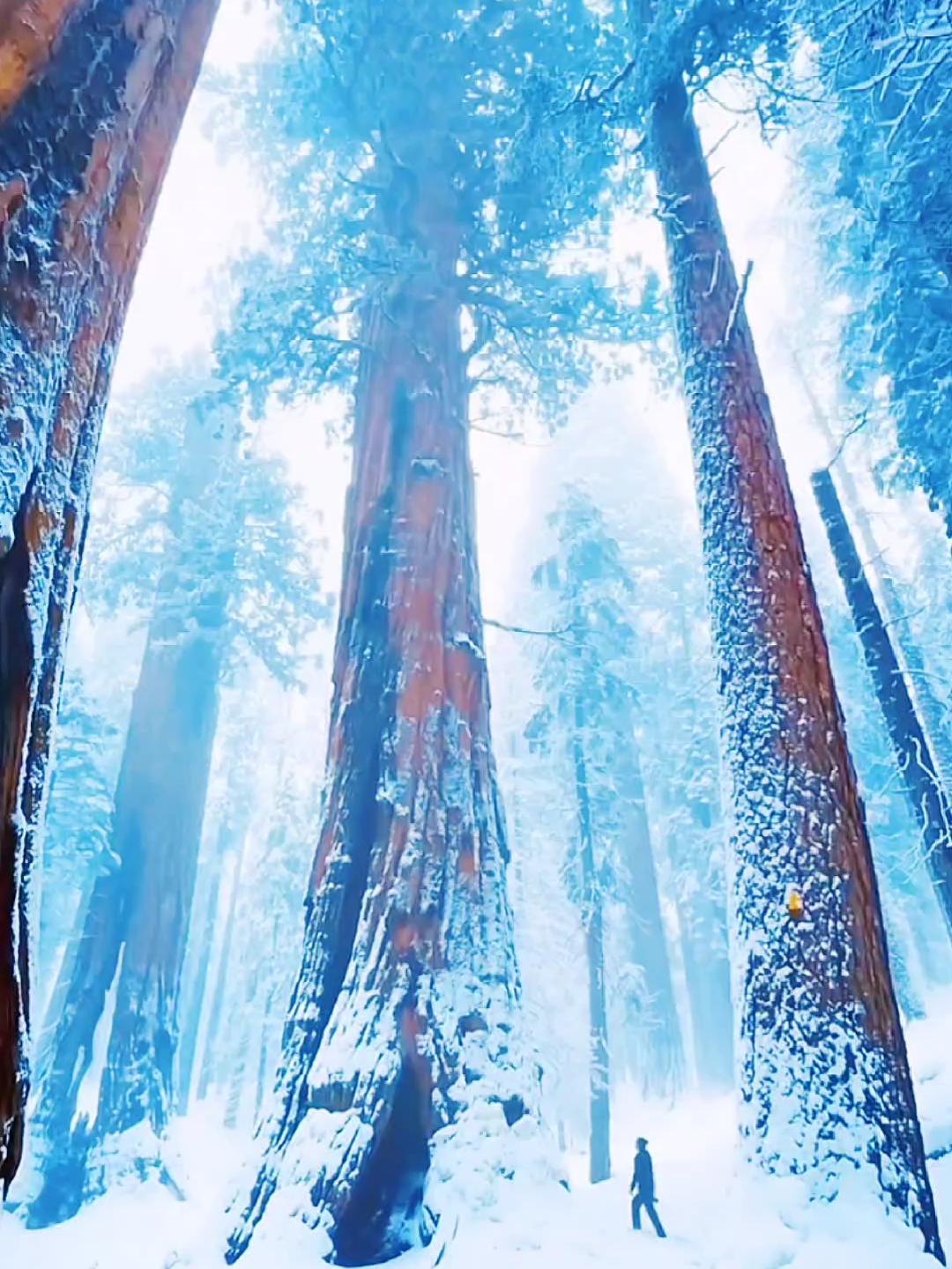 世界上的“巨人森林”是真实存在的！