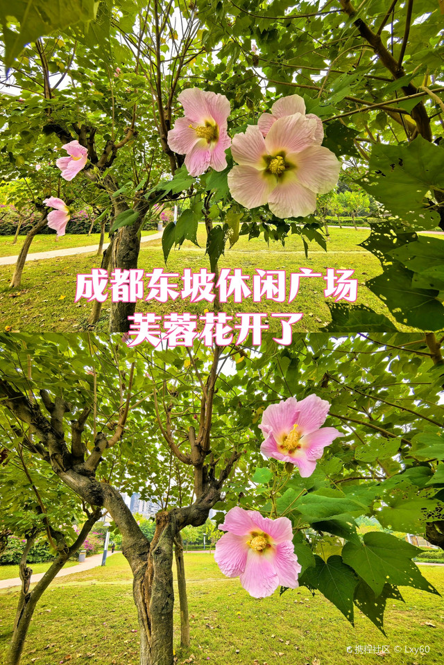 成都东坡休闲广场芙蓉花开了
