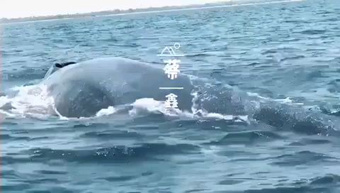 斯里兰卡的蓝鲸 🇱🇰