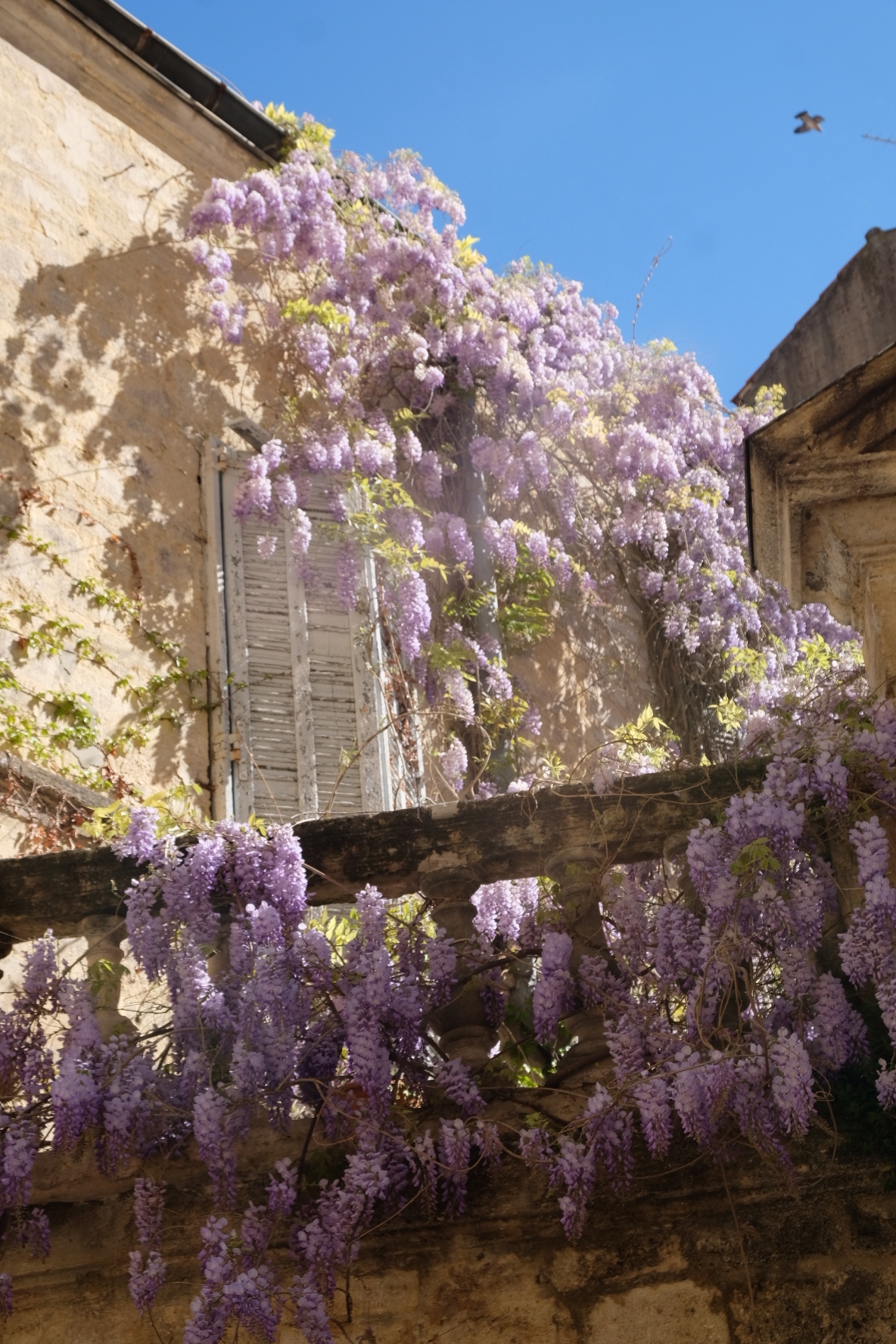 南法旅行｜超美的Montpellier花园千万不要错过😍