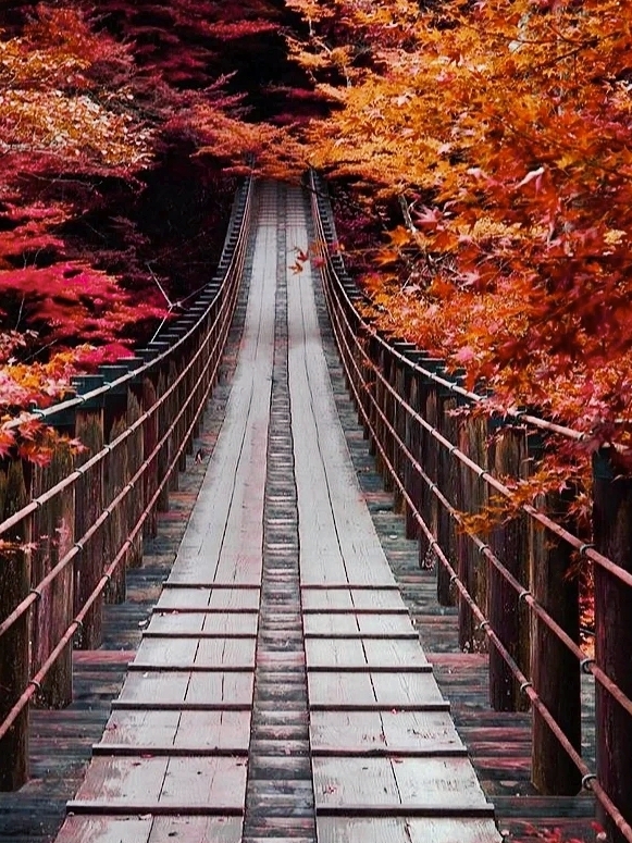 东京周边，秋日吊桥，仿佛通往异世界的入口