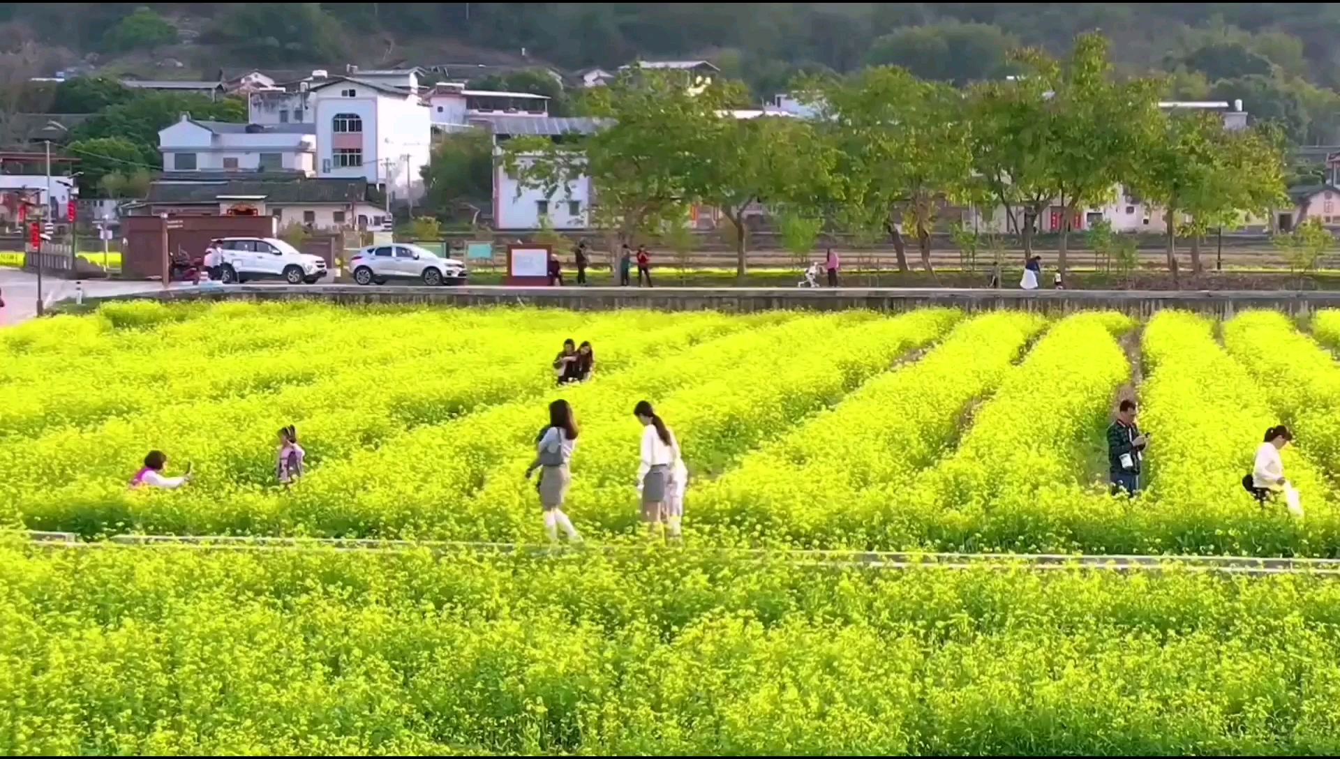 梅县侨乡村油菜花花海