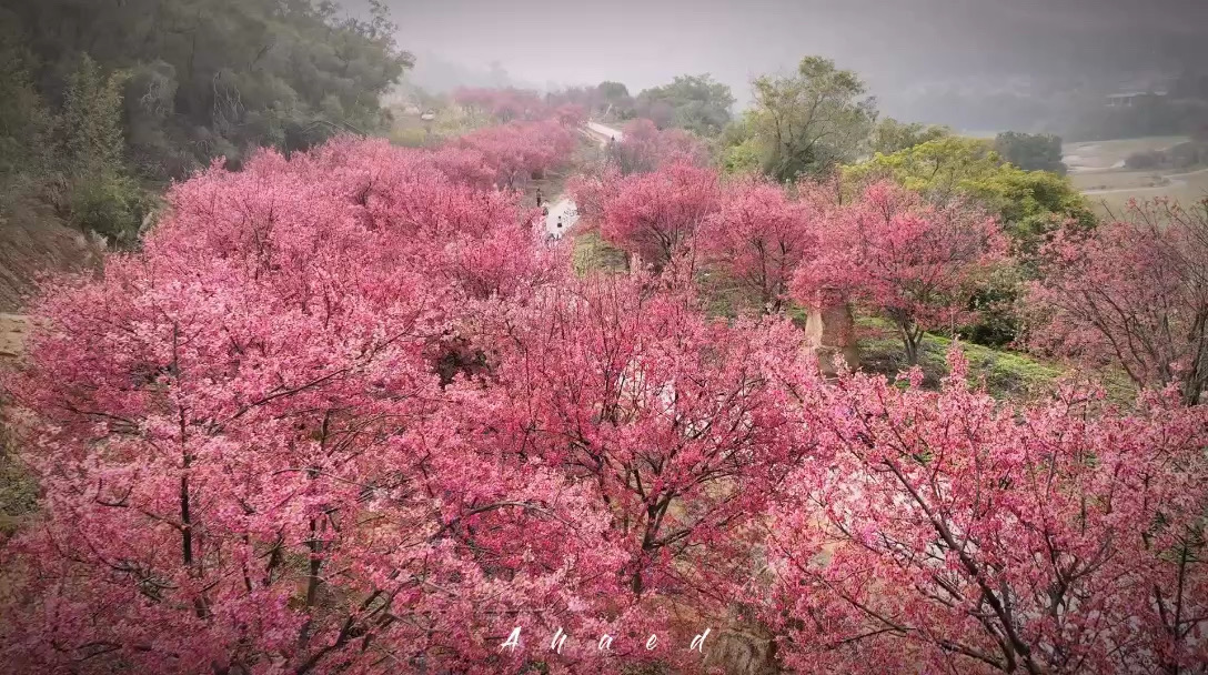 快来厦门看樱花啦/海沧鳌冠村 #最美樱花季 #厦门旅行 #发现旅途的色彩