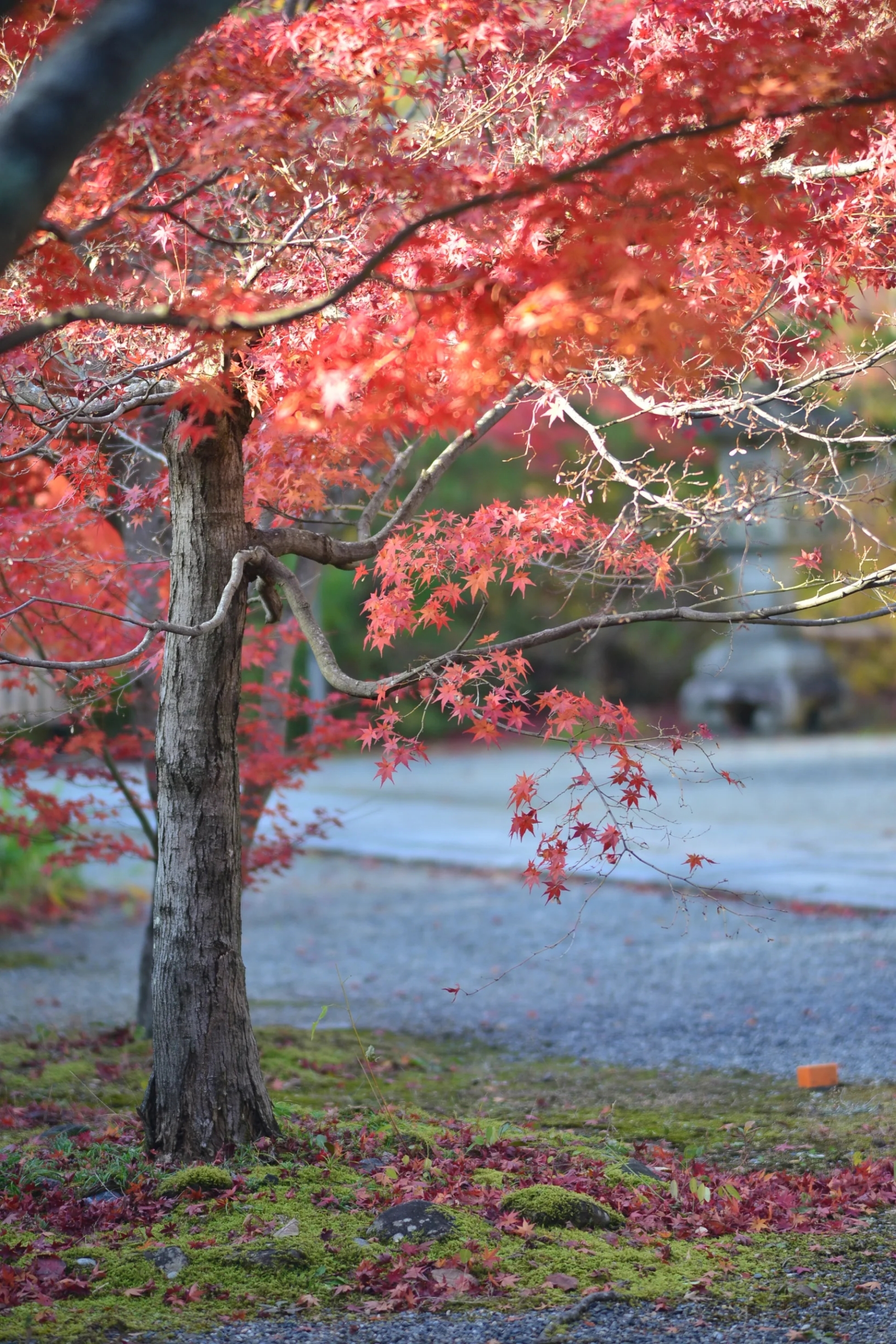 京都红叶之最在长冈京 光明寺