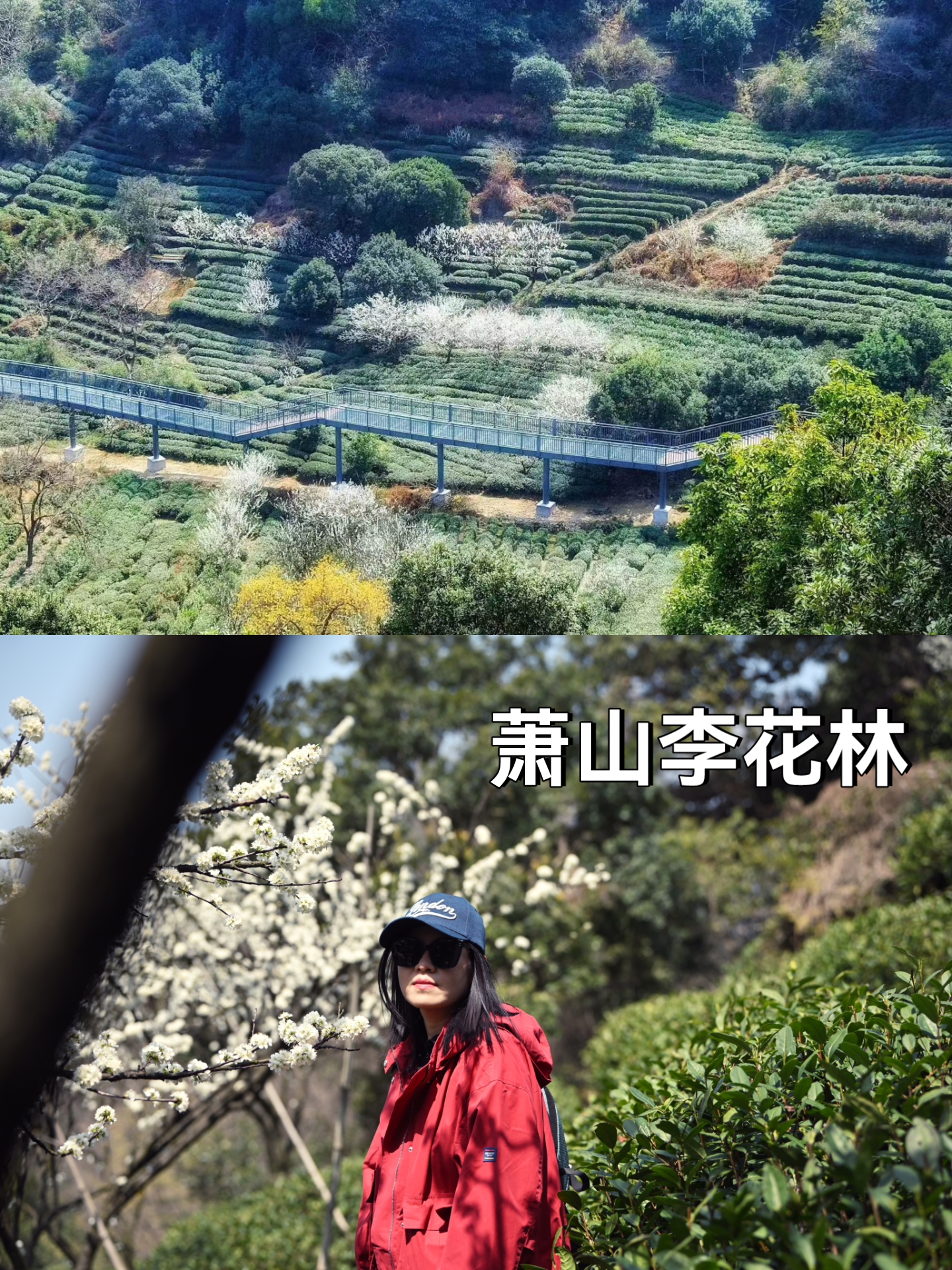 杭州萧山区三泉王村赏李花路线图