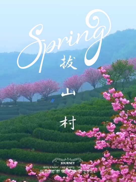 杭州晚樱“天花板”，就藏在这座上春山里，这里是富阳拔山村，当粉红的晚樱像一串一串项链，点缀在富阳拔山