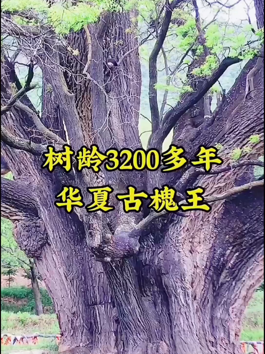 一棵树龄3200余年多古树，宣传唐朝大将尉迟敬德曾在此栓马。#华夏古槐王 #千年古树 #甘肃崇信