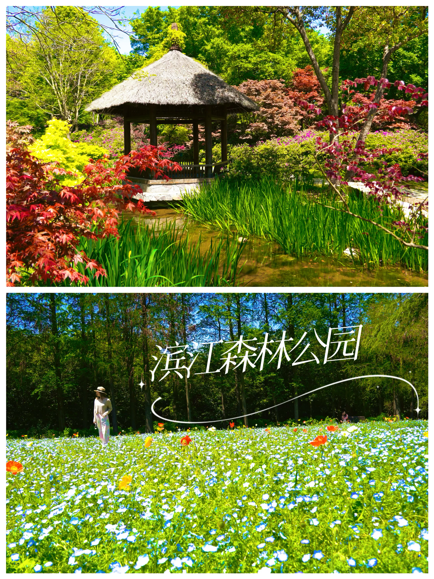 滨江森林公园你玩得可真花啊‼️百亩杜鹃园豪放盛开｜附赏花攻略