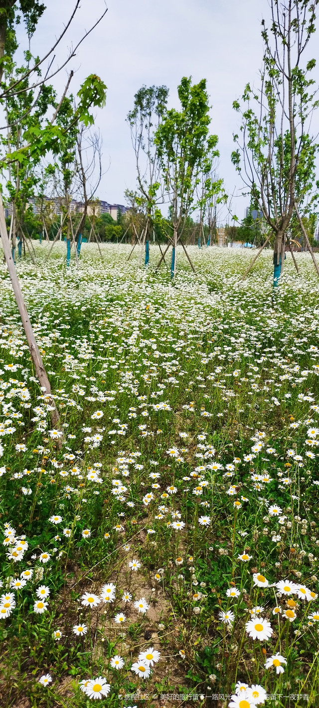 成都百仁城市文化公园花开景美