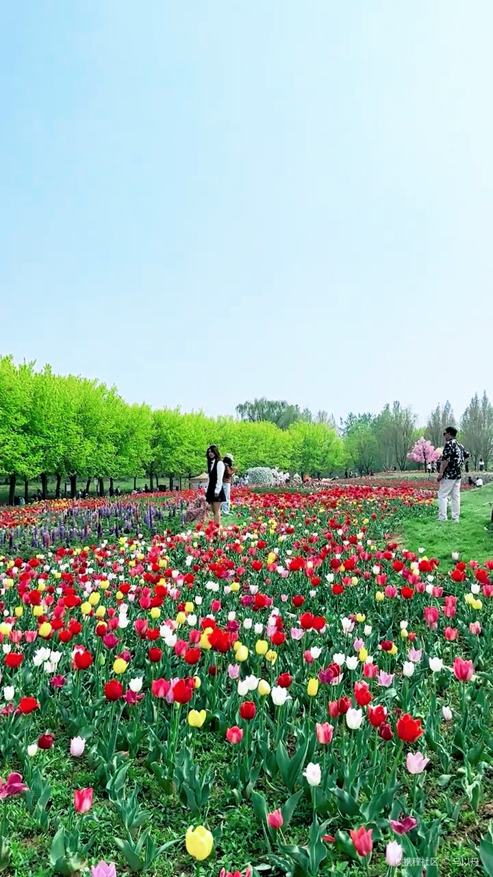 北京国际鲜花港