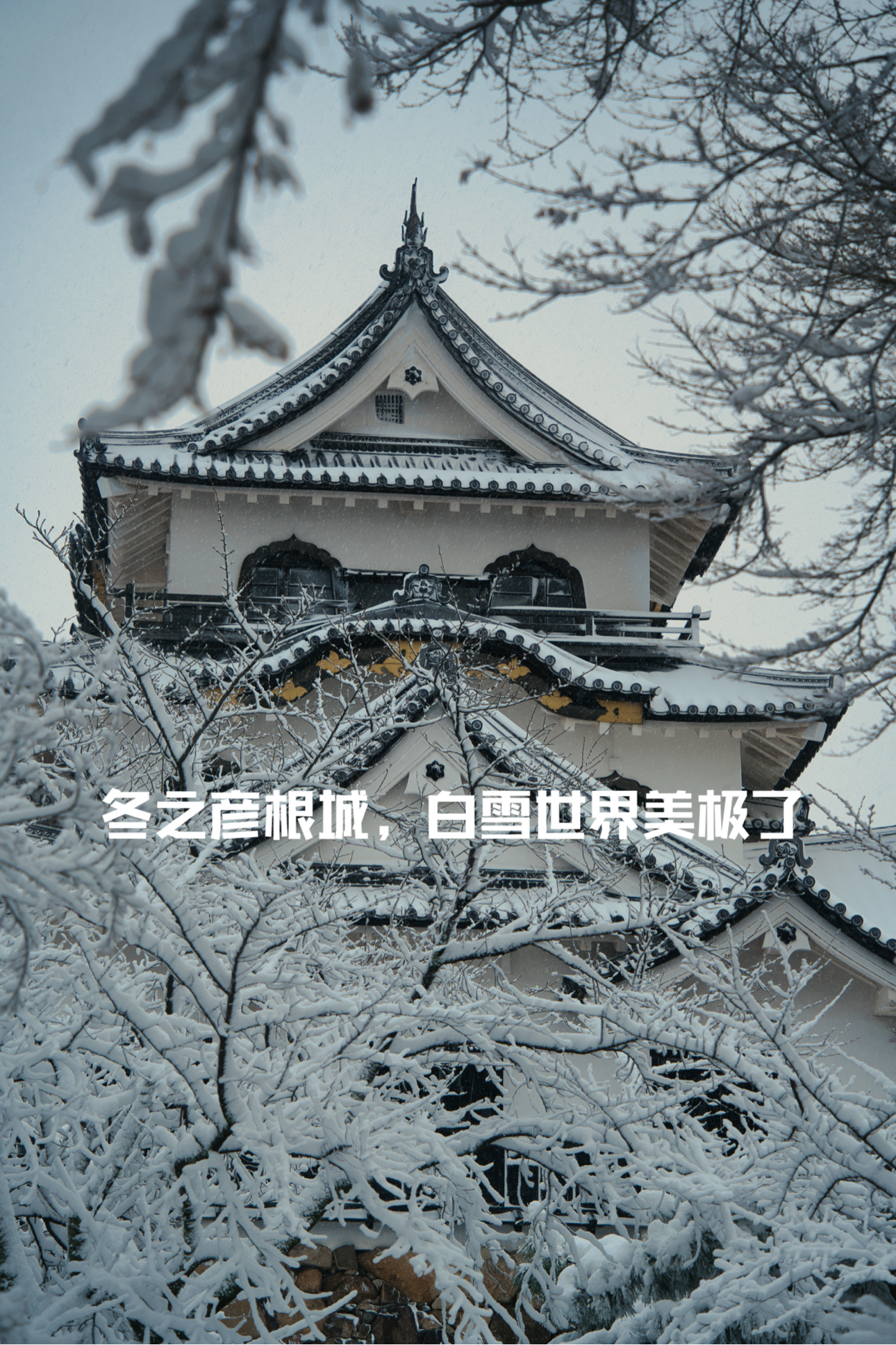 雪中彦根城：一场穿越时空的日本冬日之旅🏯❄️
