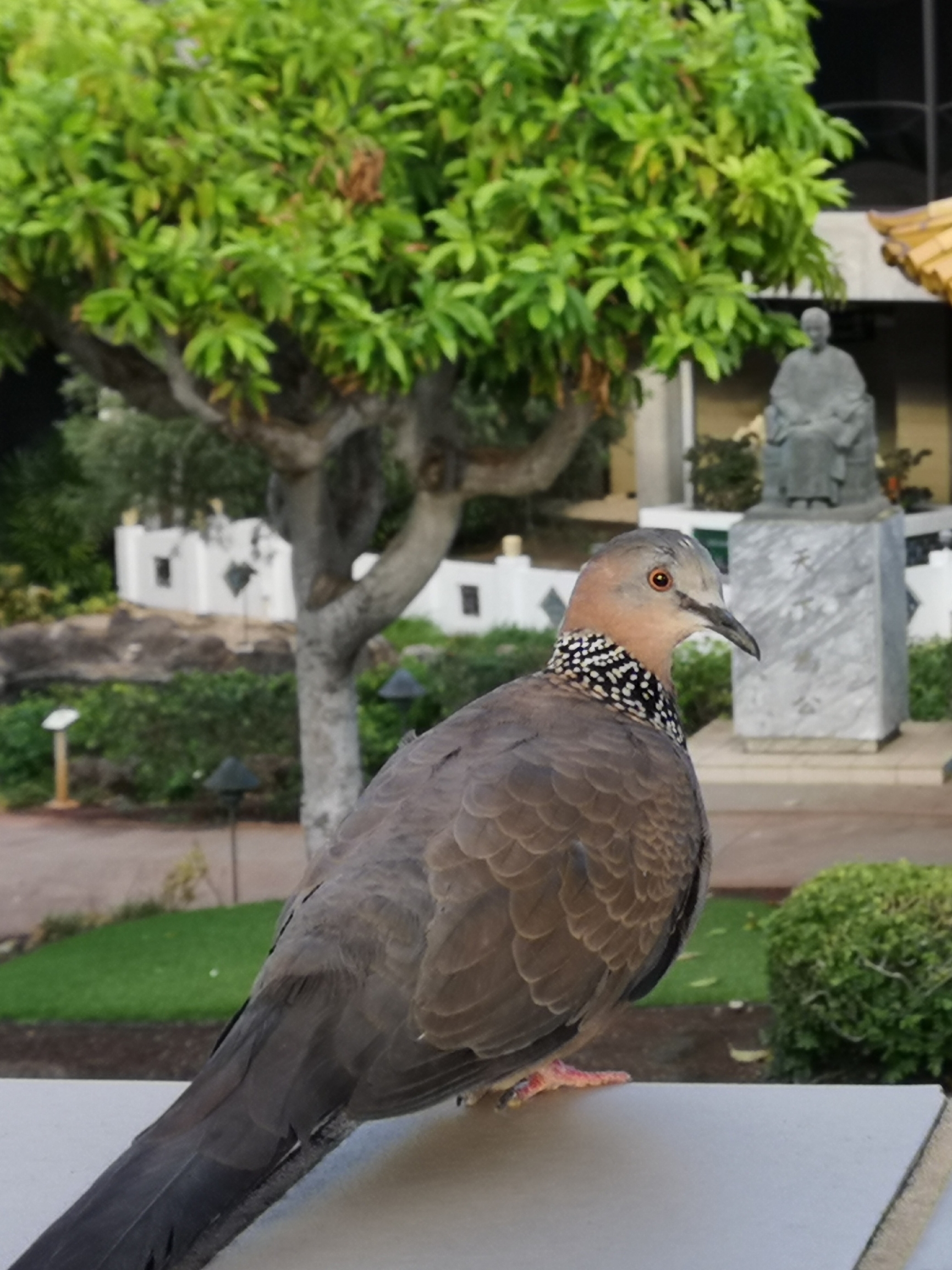 夏威夷的野鸽